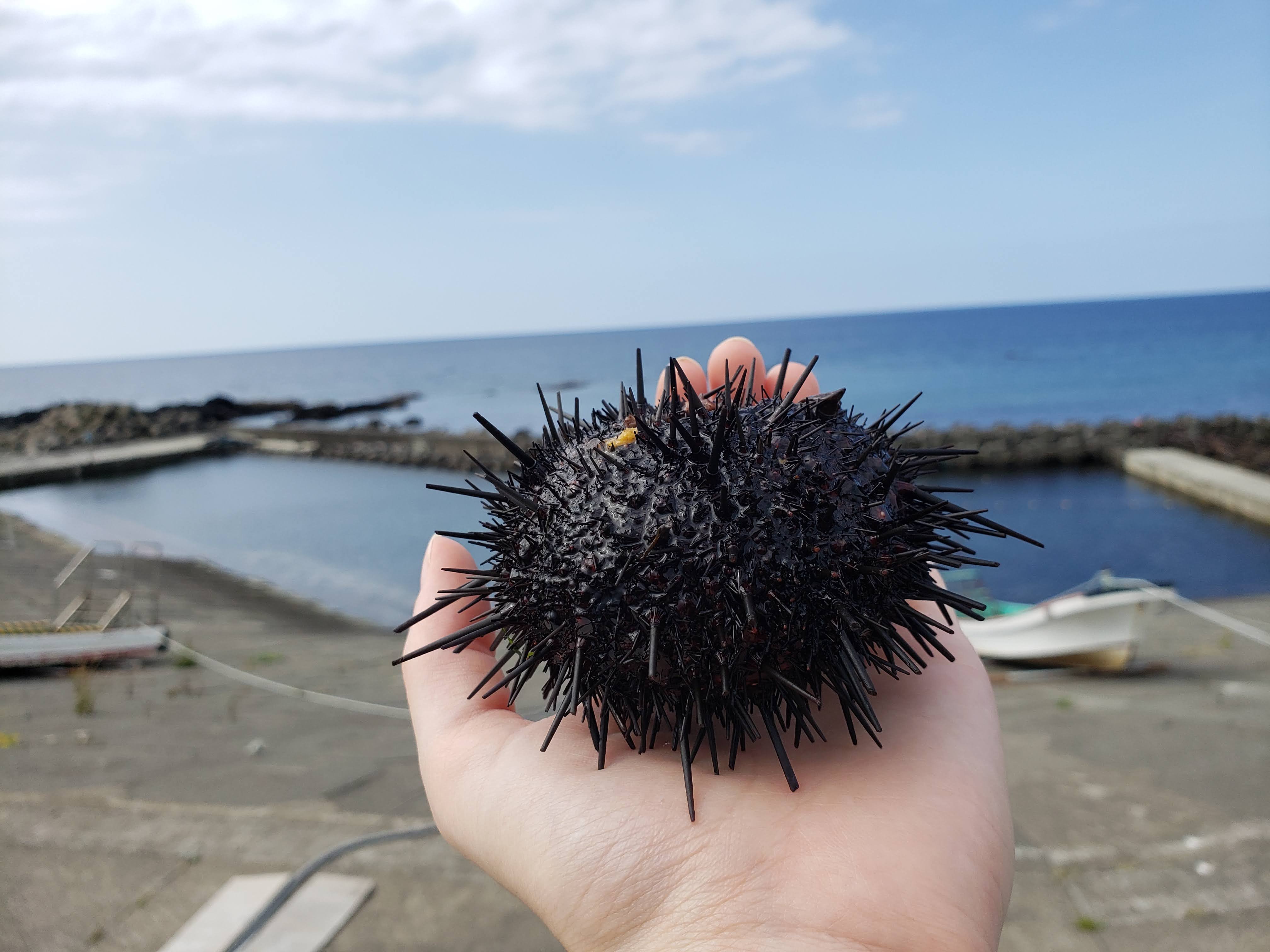 🌊 카무이 해안 공원 (카무이카이간파쿠) 이미지 1